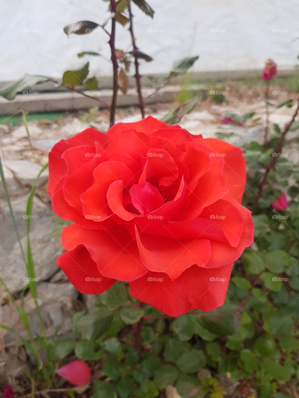 🌹🌹🌹,rose, flowers, spring, outside,garden, 🌹🌹🌹🥀🥀🥀🥀🌹🌹🌹🥀🥀🥀🥀🥀🥀🥀🥀🥀🥀🥀🥀🥀🥀🥀