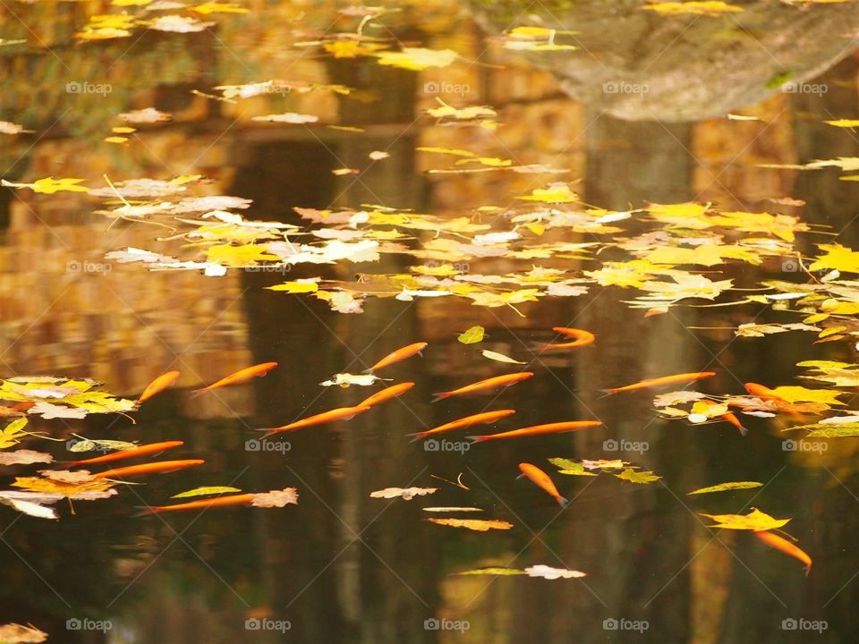 fish between leaves