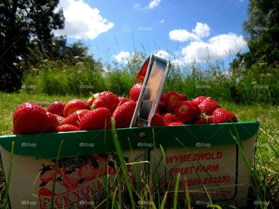 strawberries. basketful of strawberrries