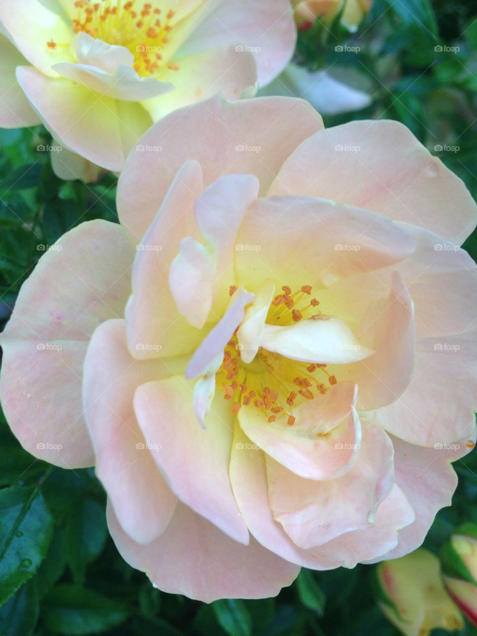 Peaches and Cream Roses