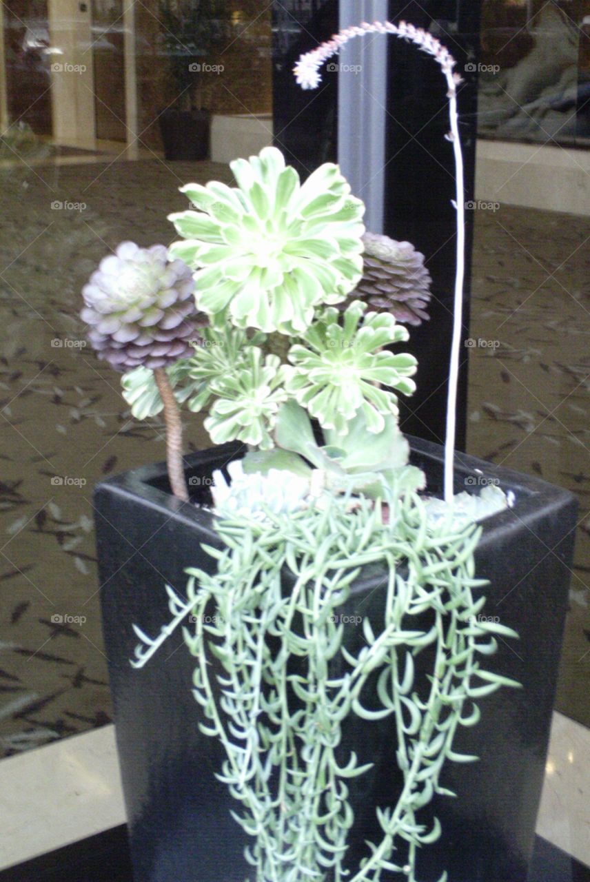 Modern Succulent Plant Display