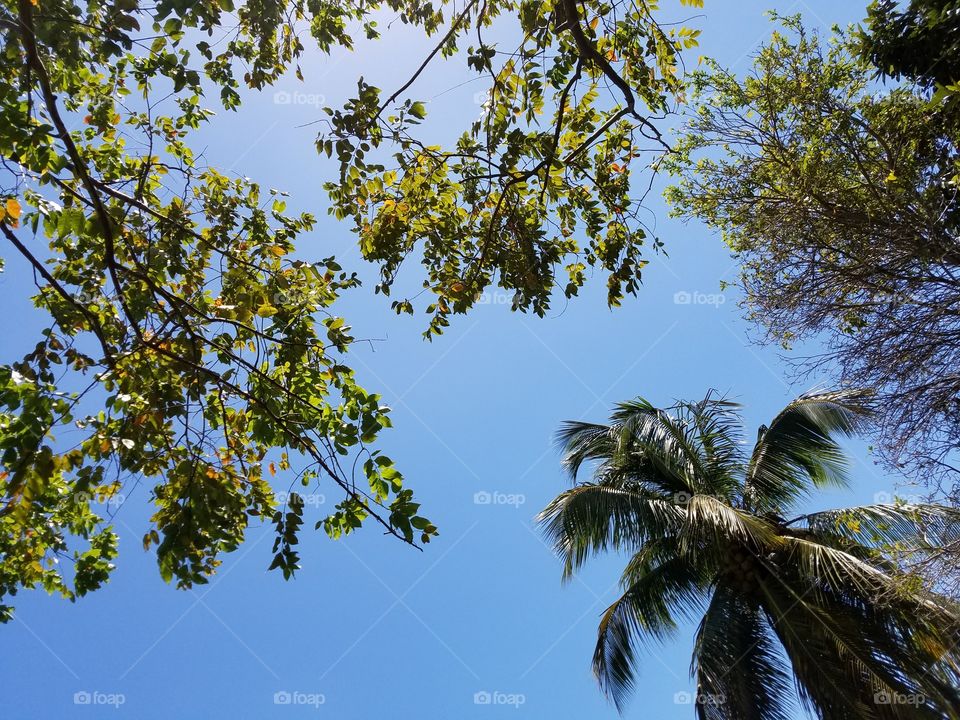 blur sky amd treetops in the tropics