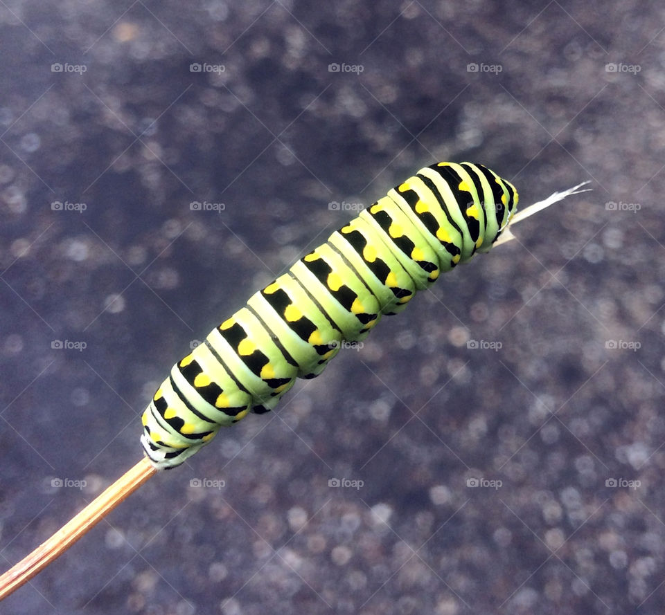Very colorful caterpillar