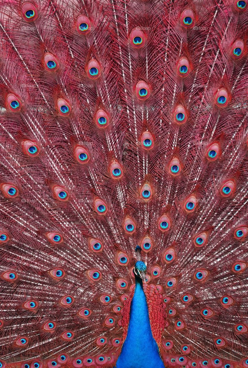 Red Peacock