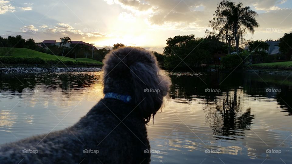 Poodle Reflections. My dog likes to paddleboard.