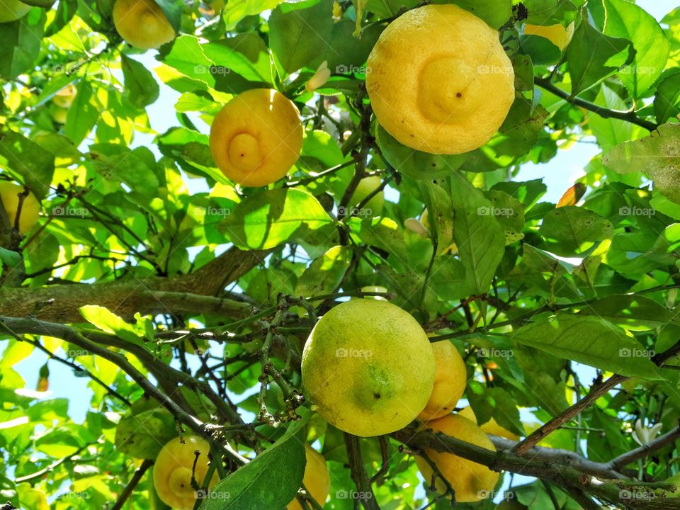 Lemon Tree

