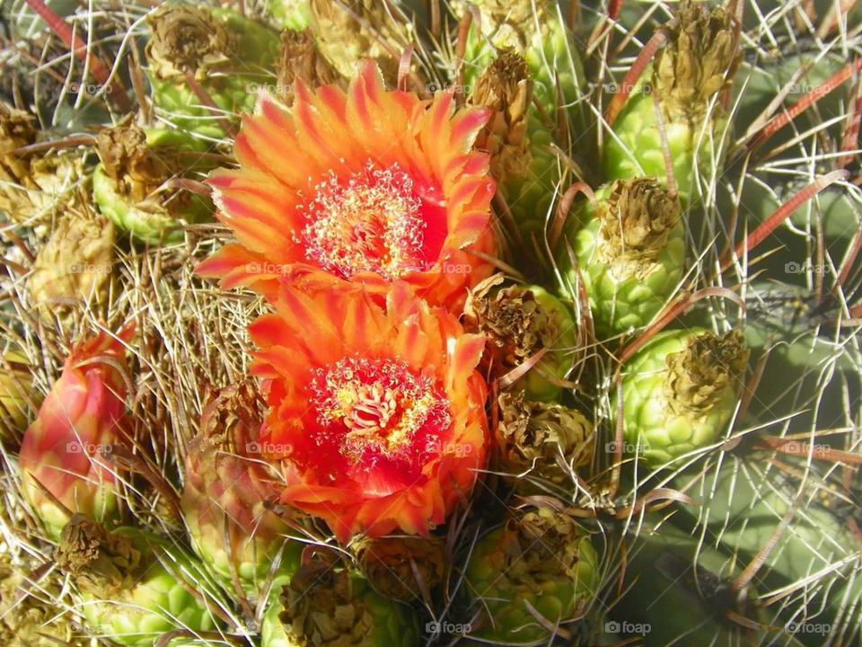cactus flowering