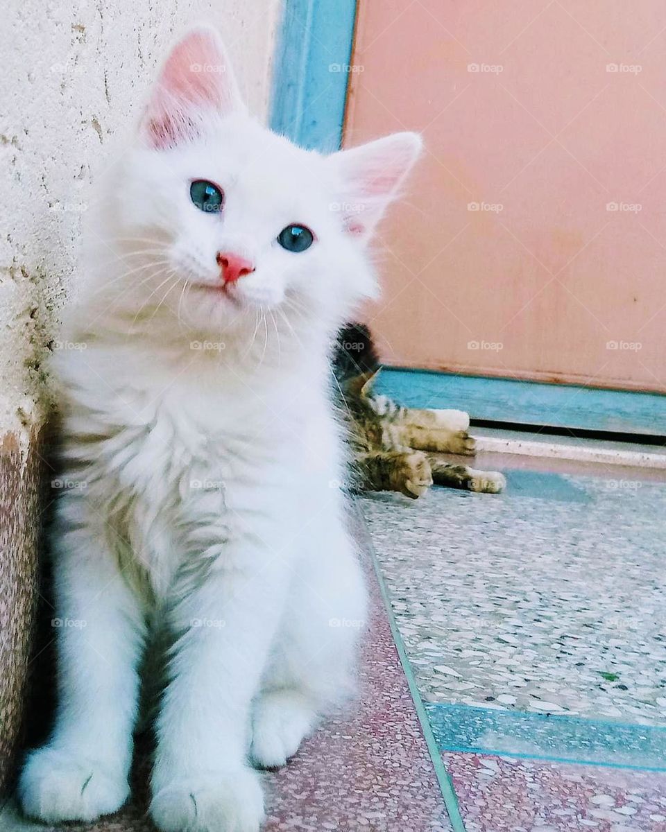 white cat , beautiful eyes and color