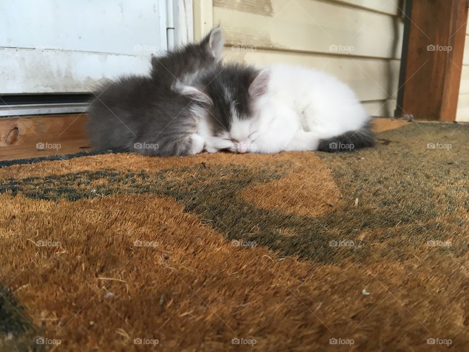Sleeping kittens on a doormat.