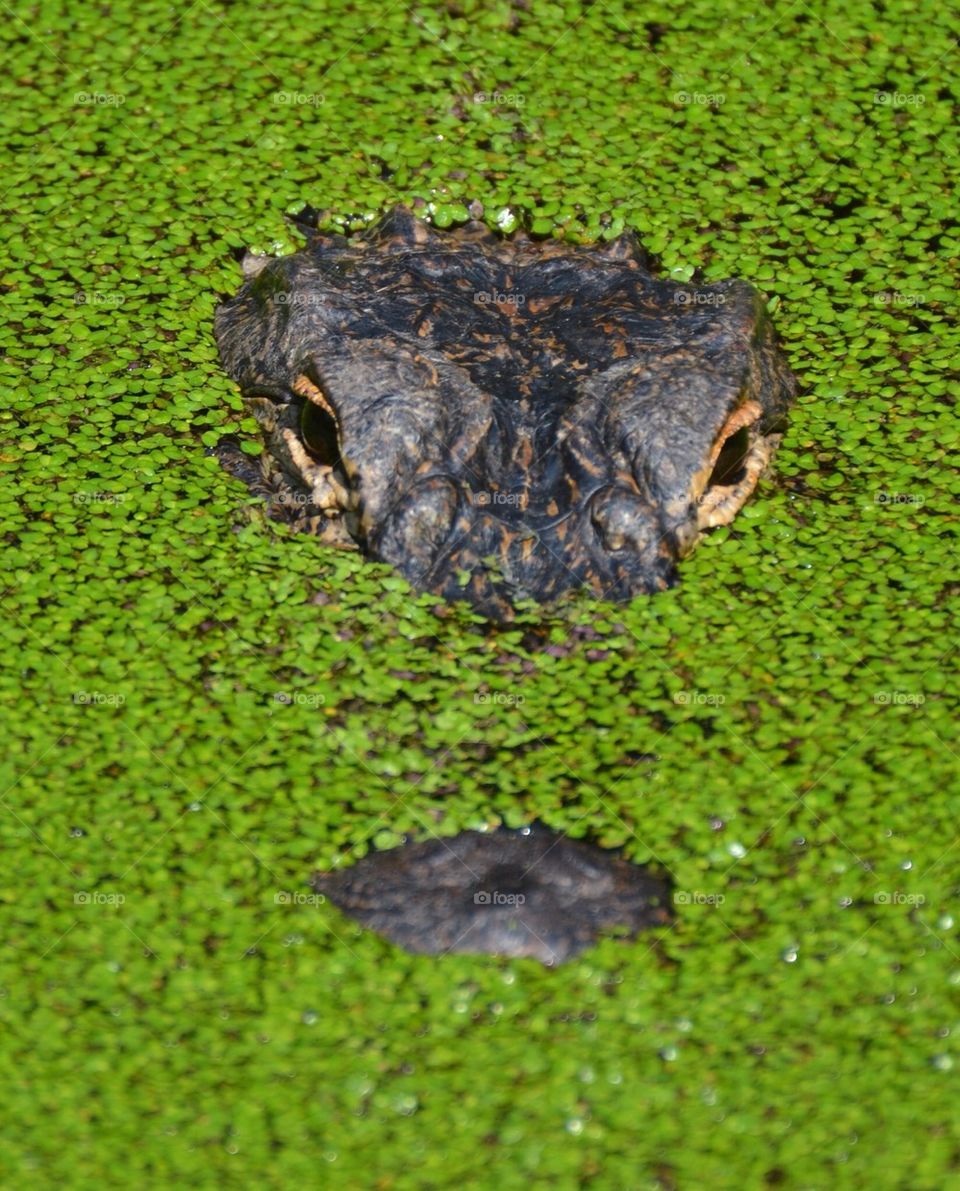 Alligator 