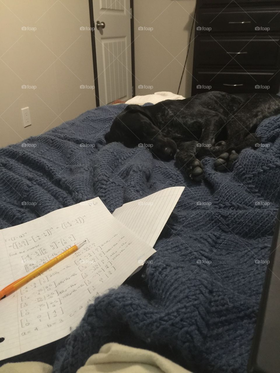 Alfie likes to help if you have any homework. 
