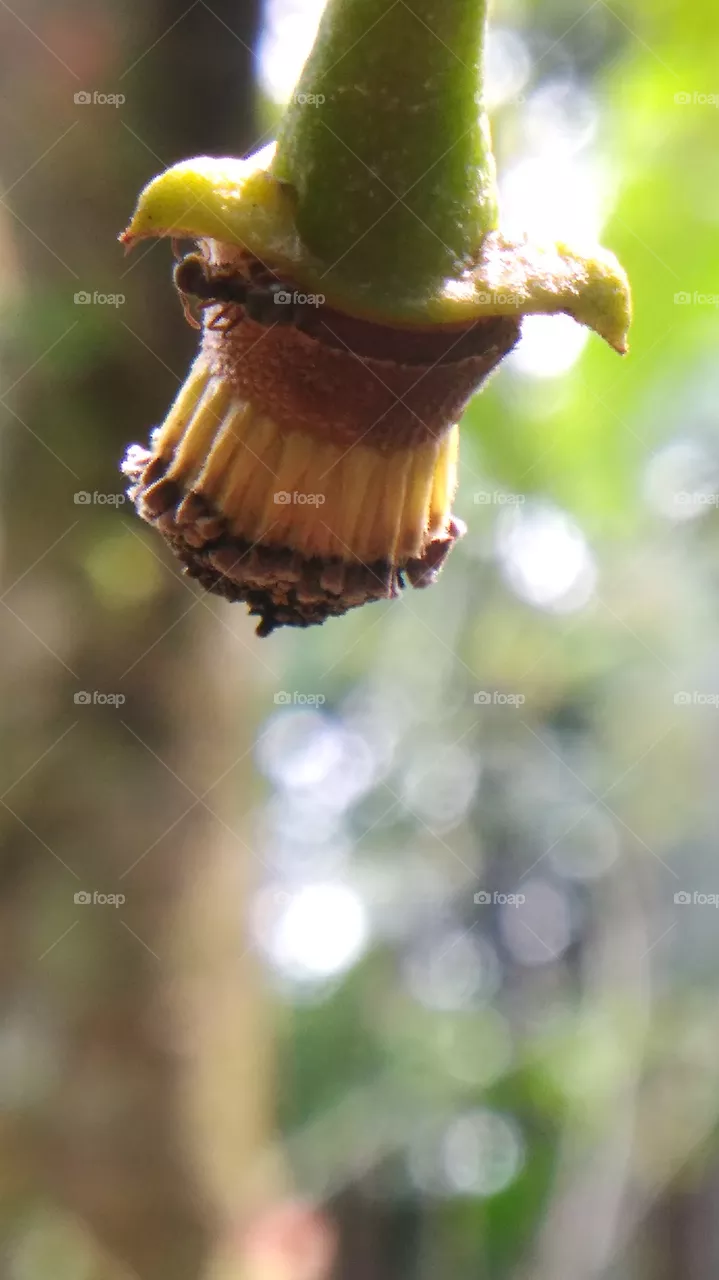 soursop flower