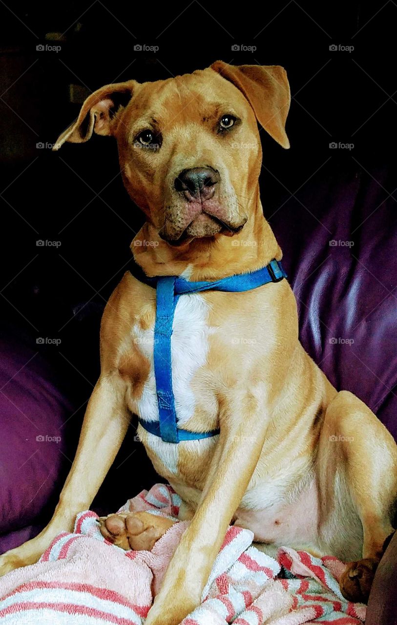 seated tan and white pitbull dog staring into the camera wearing a blue harness
