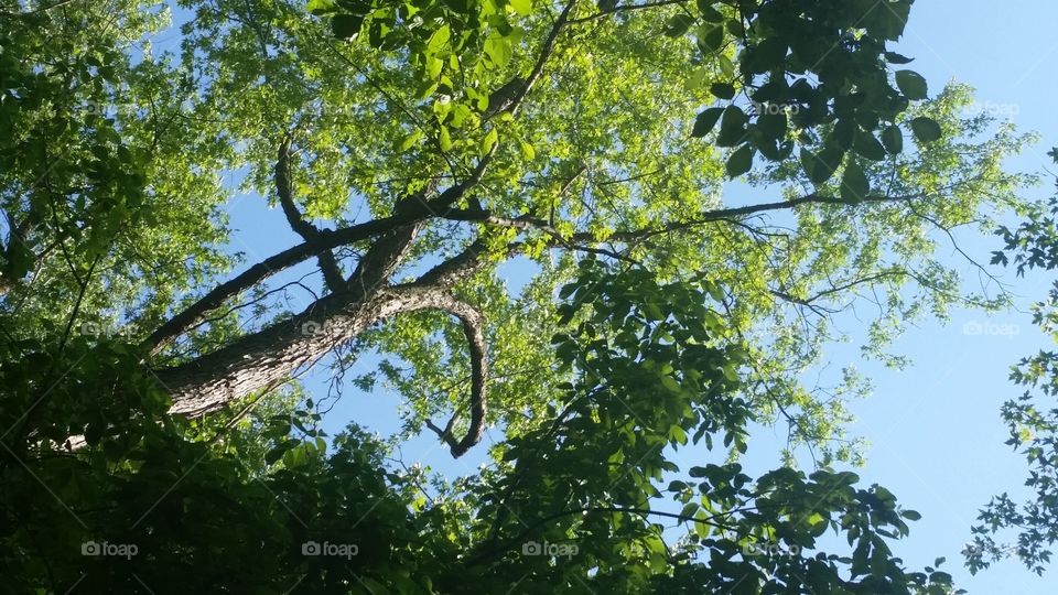 trees from below