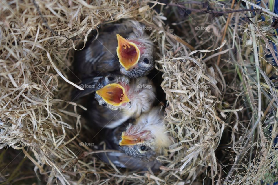 Waiting for mama's feed