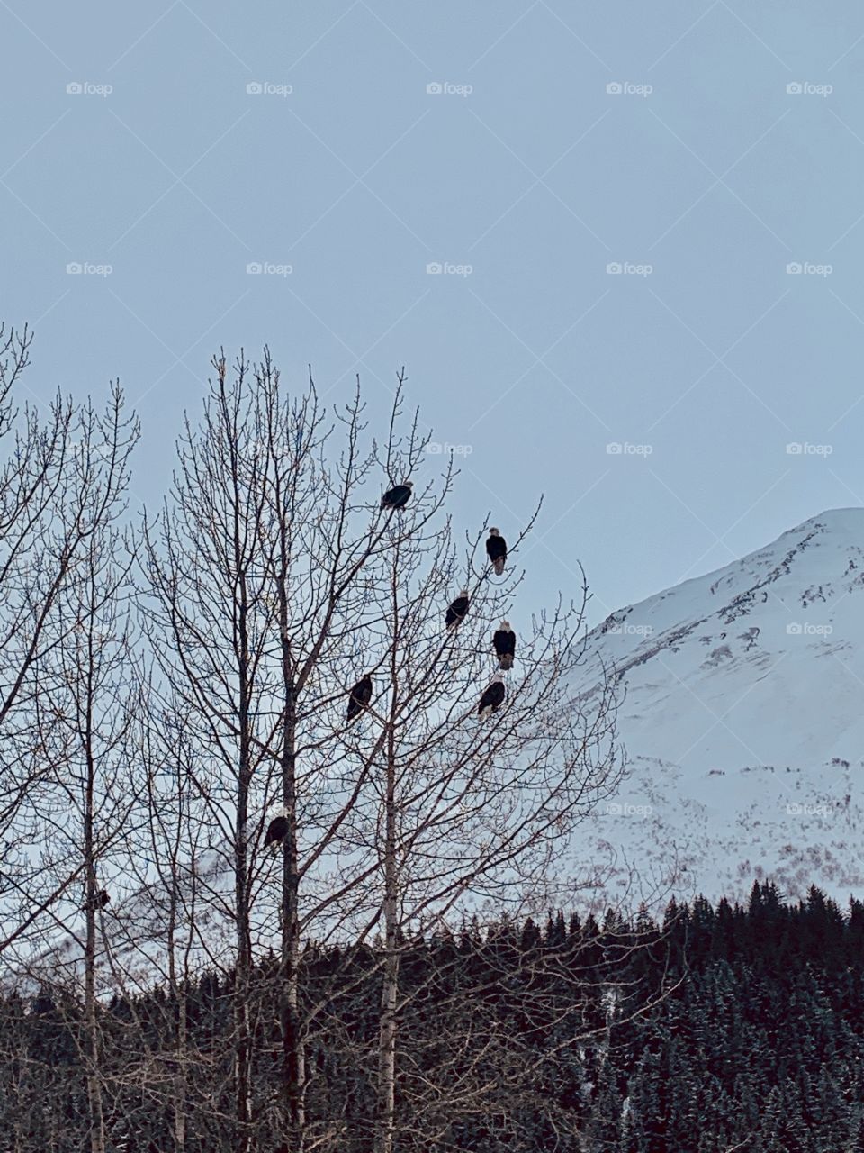Bald eagles in the tree