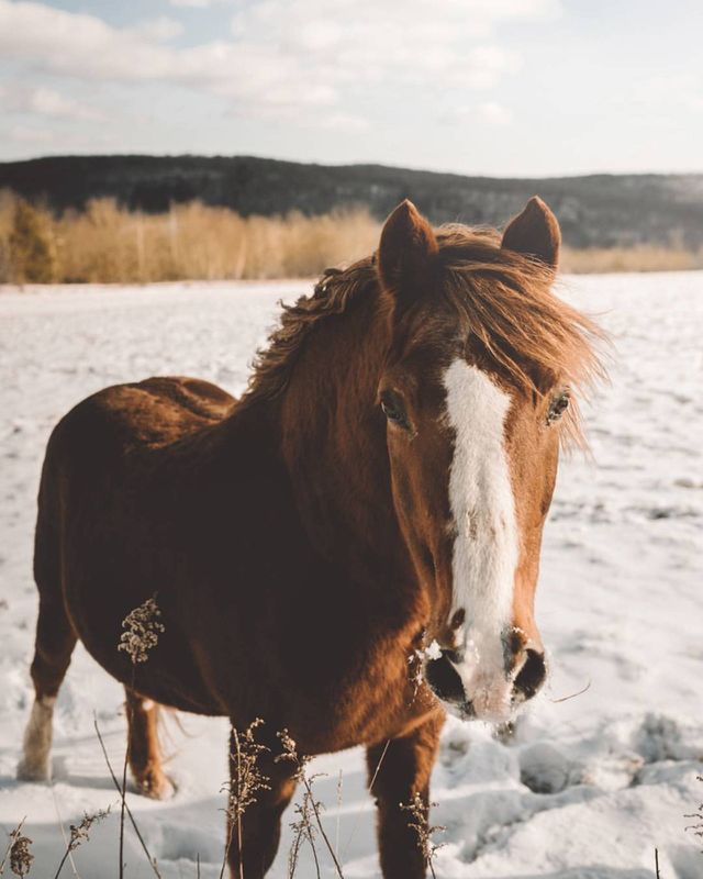 Horsepower