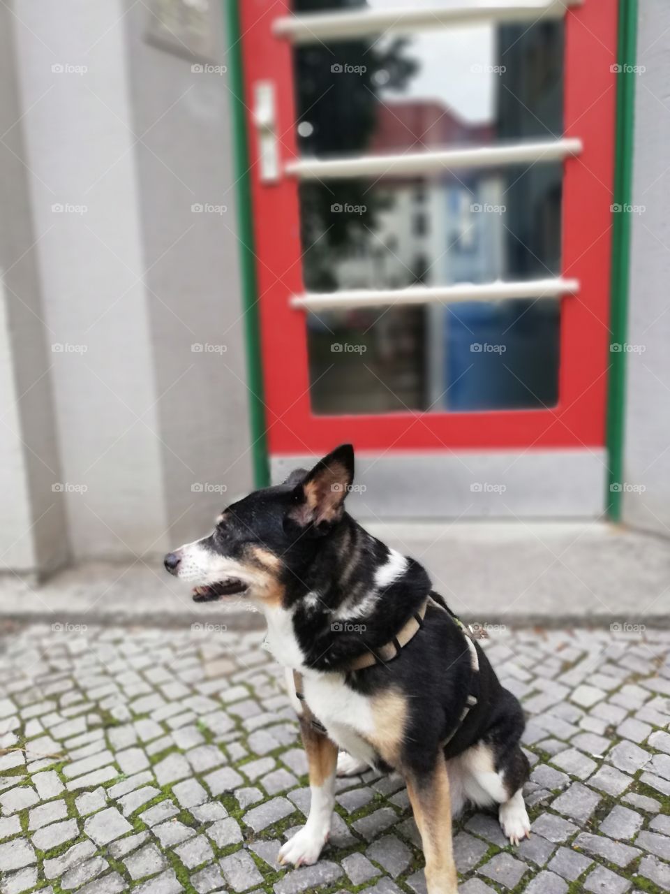 Cute dog in front of a red door outside