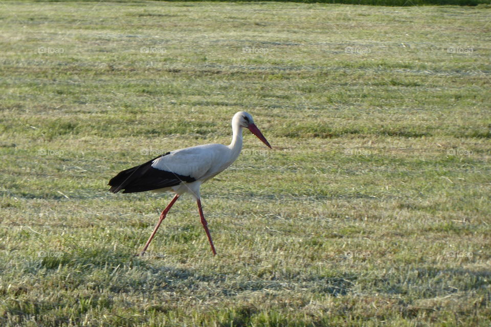 Stork 