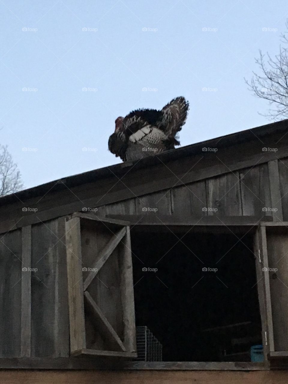 Turkey on the rooftop 