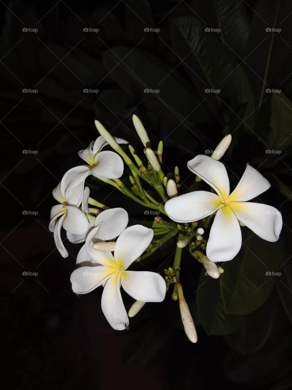 Singapore graveyard flower