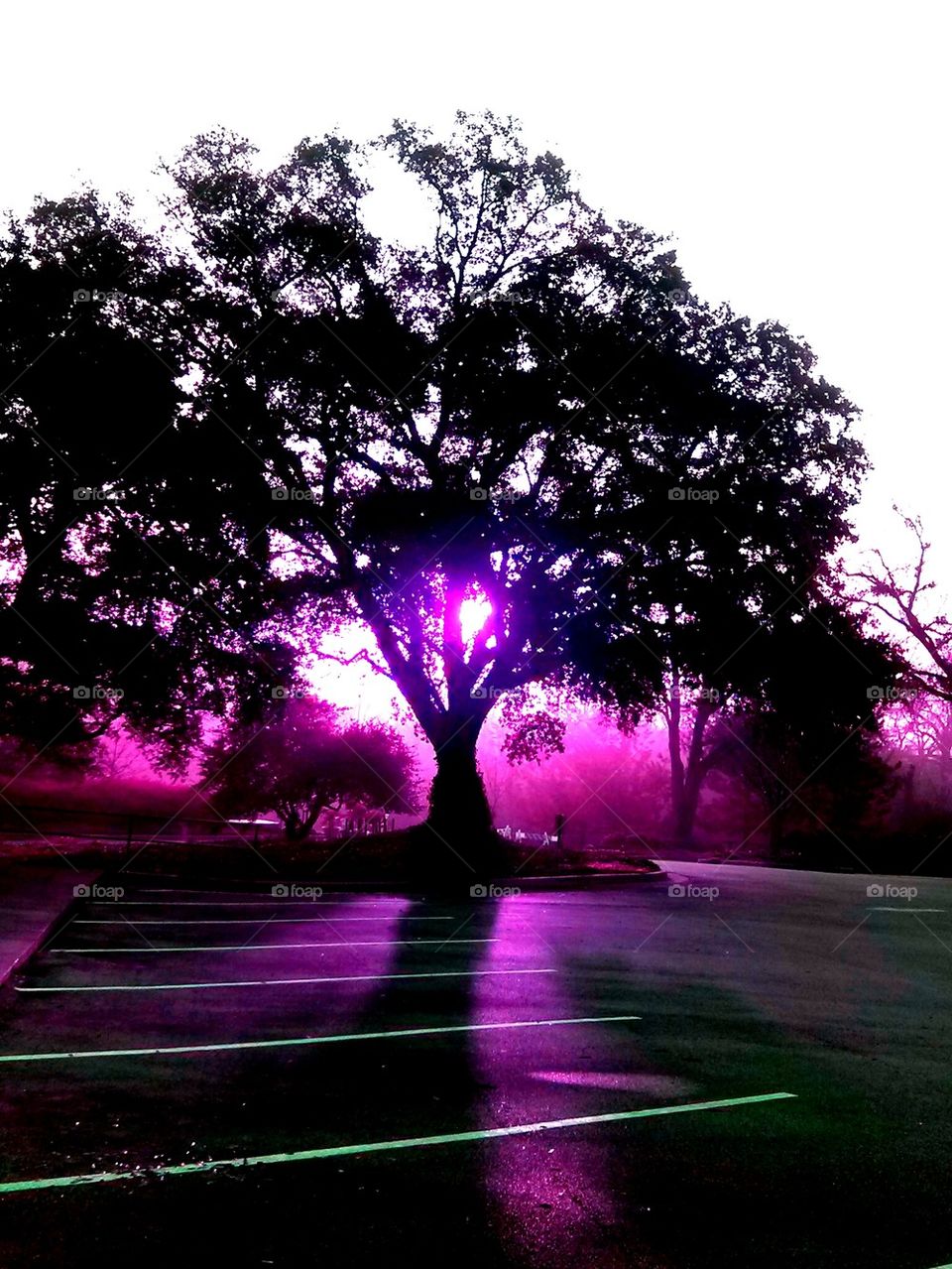 sunlight thru tree