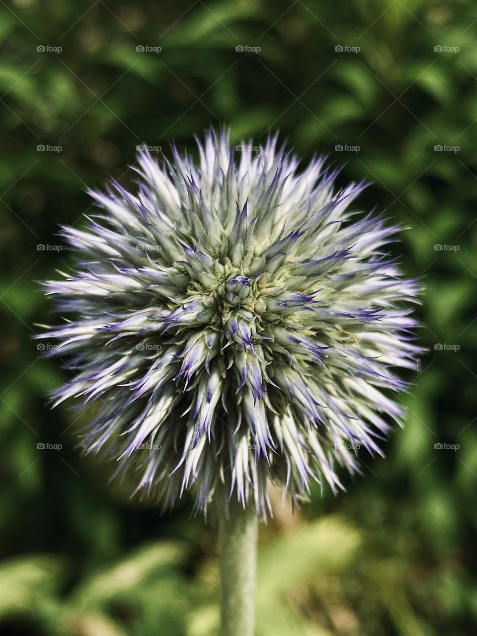 Geometric nature Echinoidea