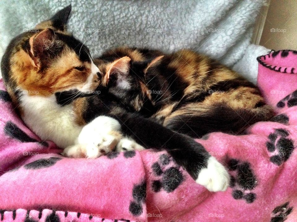 Our cats are not the most energetic. 




