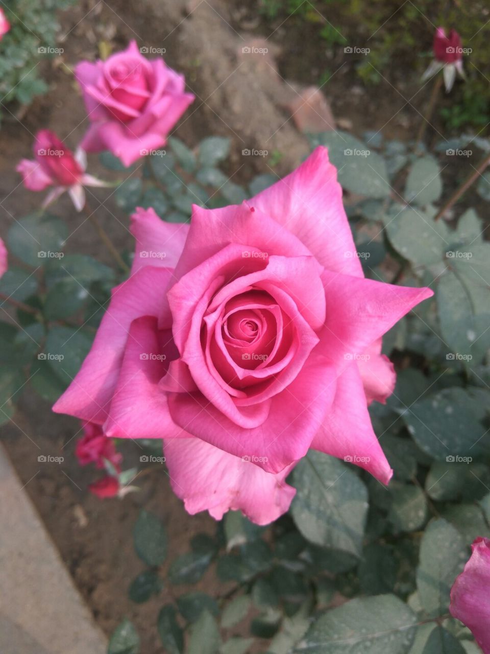 Cute  rose