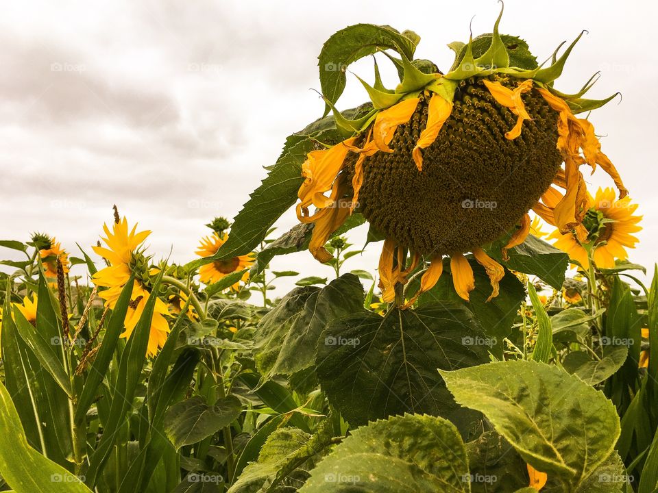 Sunflower