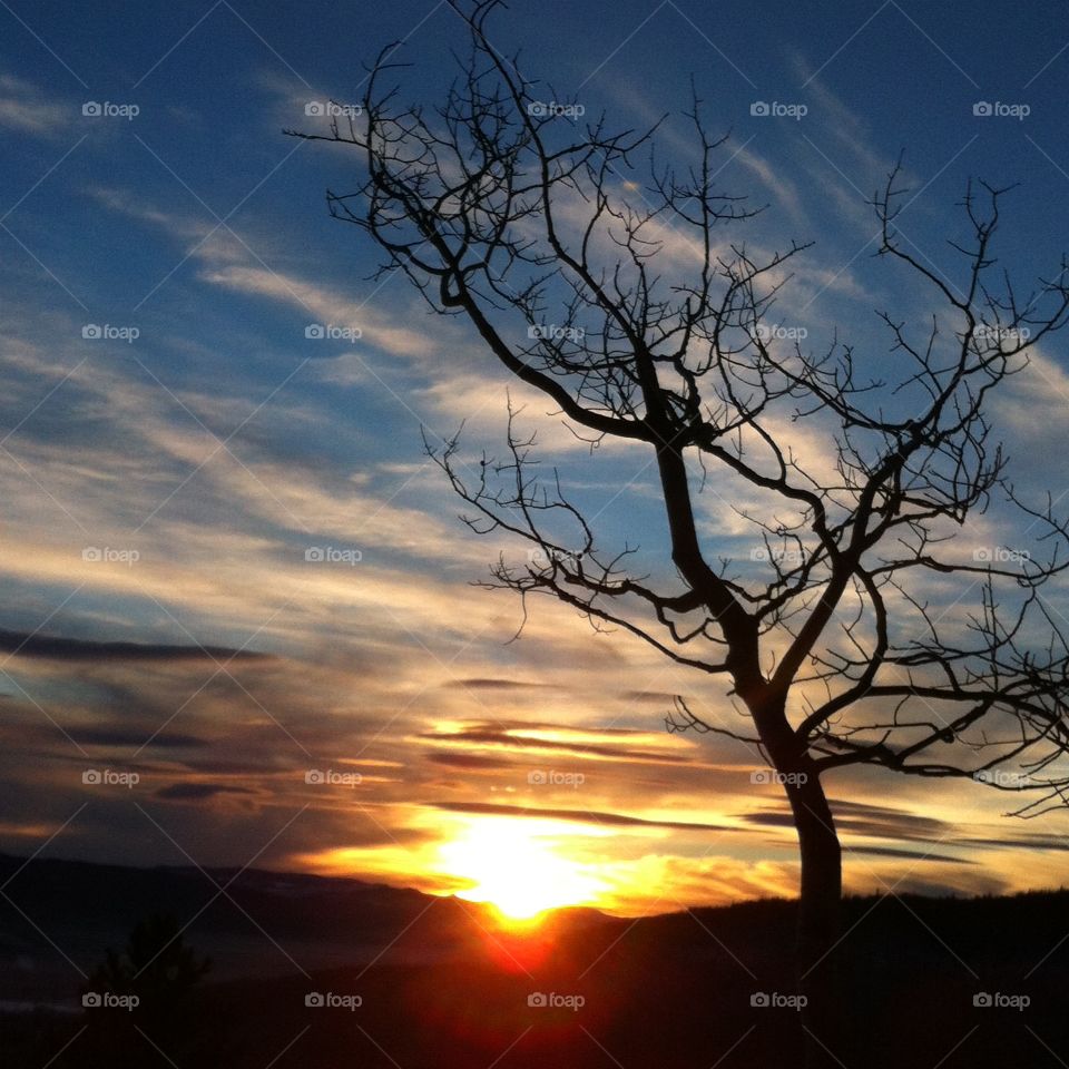 One tree One sky. Beautiful sunset