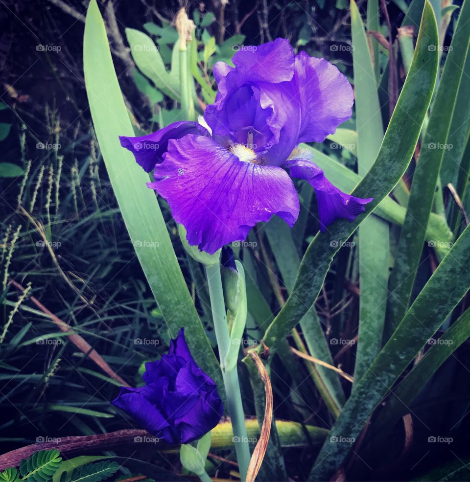 September Surprise. An iris delights with an autumnal bloom stalk. Most iris bloom in the spring only.