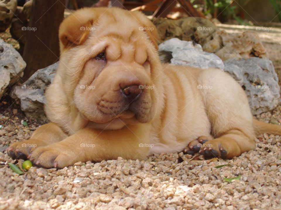 Sharpei puppy