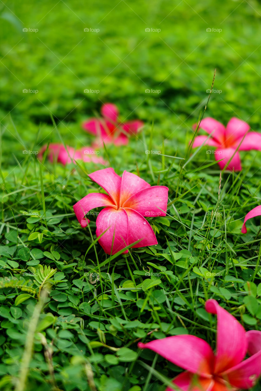 Portraits of a plant 