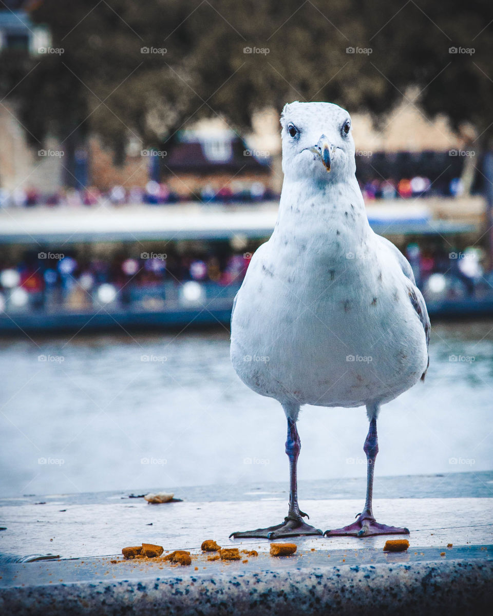 hungry seagull at the Thames
