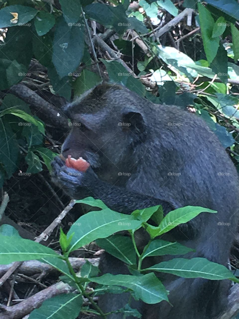 Monkey eating Apple in Bali