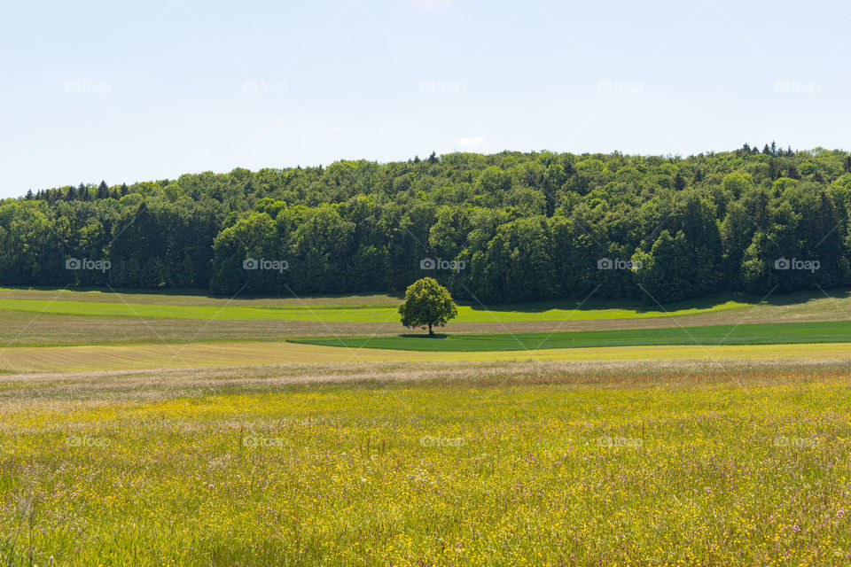 tree, forest and meadow