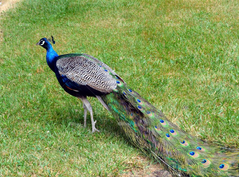 Peacock