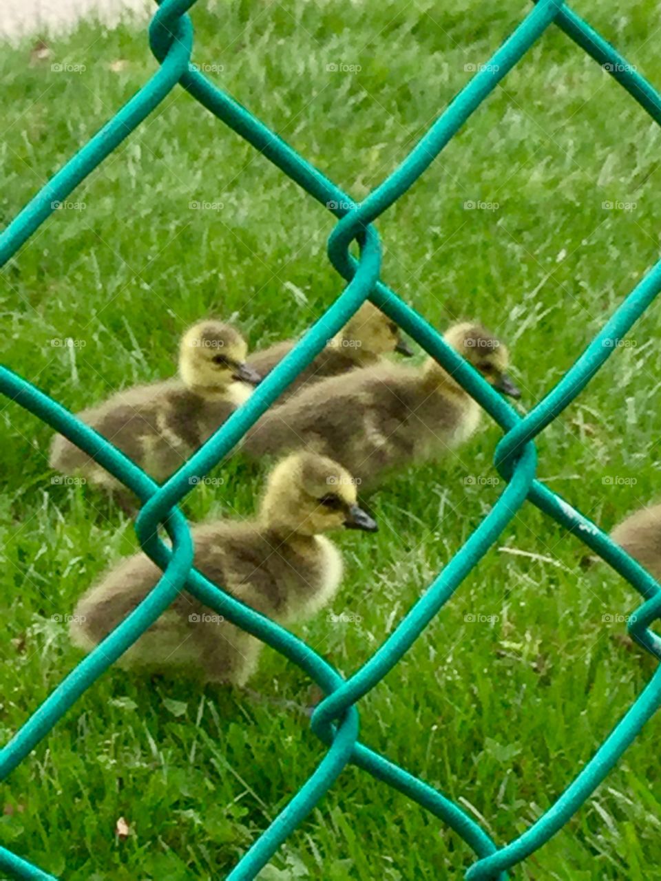 Super cute geese babies 
