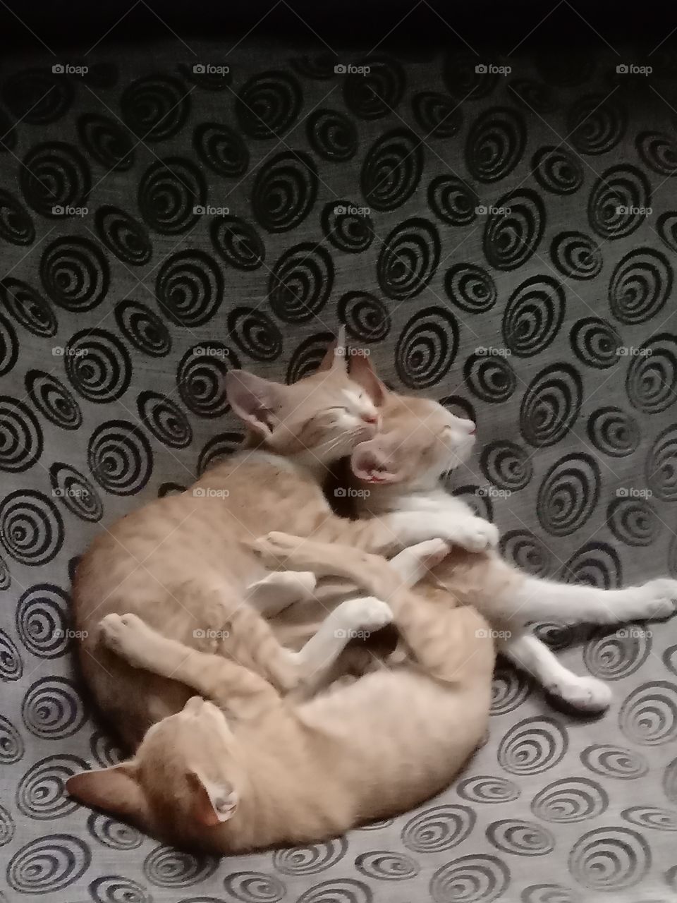 भारत के कैट