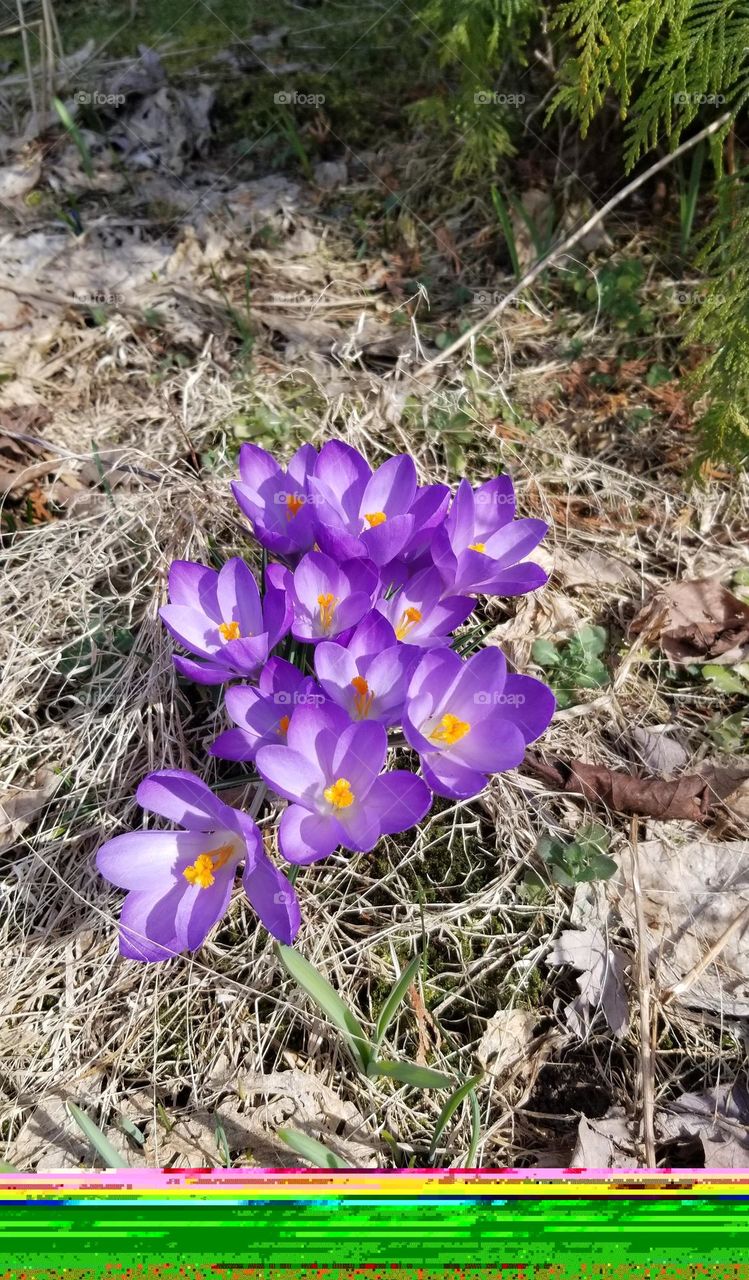 Lovely Purple Crocus