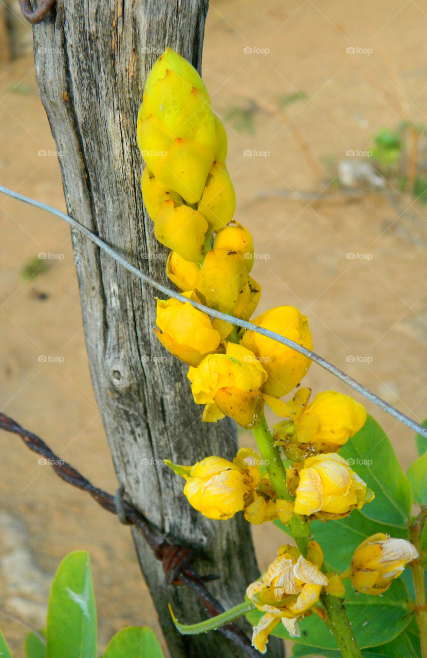 Yellow is my favorite color and it matches my disposition: cheerful and fun to be with, creative, critical of myself, and a perfectionist! Yellow is the best color to create enthusiasm for life and can awaken greater confidence and optimism! I love a challenge, particularly a mental challenge!