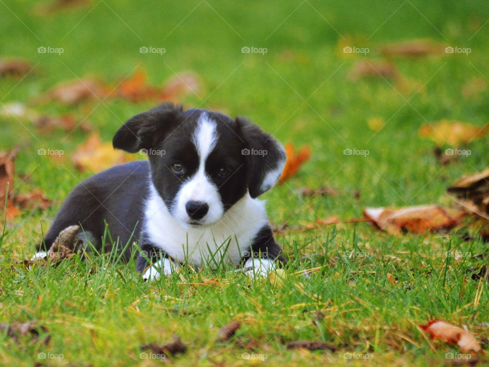 Grass, Cute, Dog, Animal, Mammal