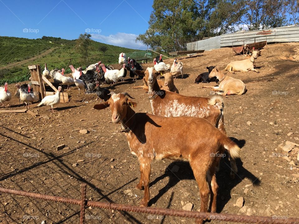 Goats and turkeys together