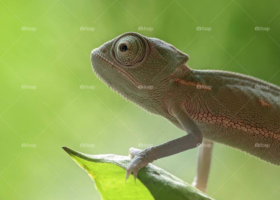 Green Lizard - Reptile Chameleon