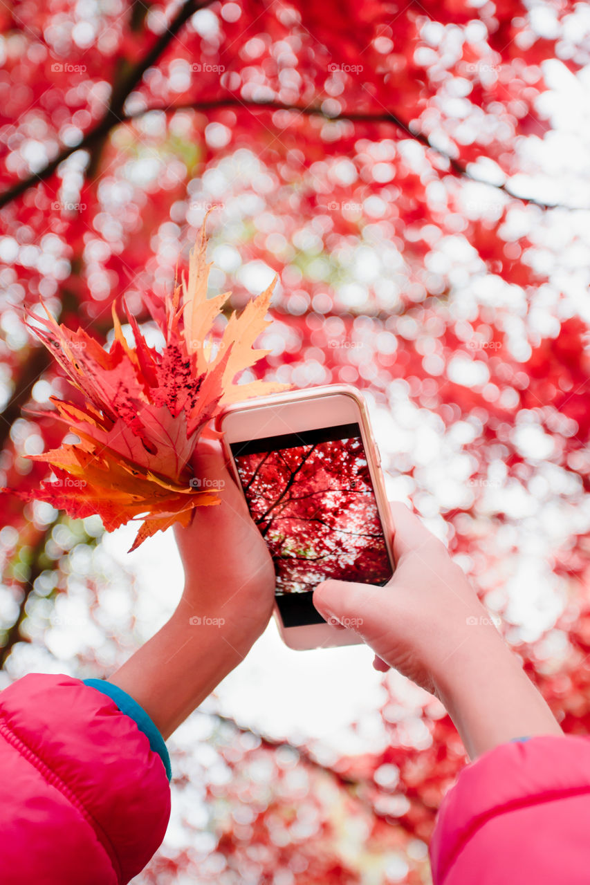 Taking a photo of brilliant red autumnal tree with smartphone