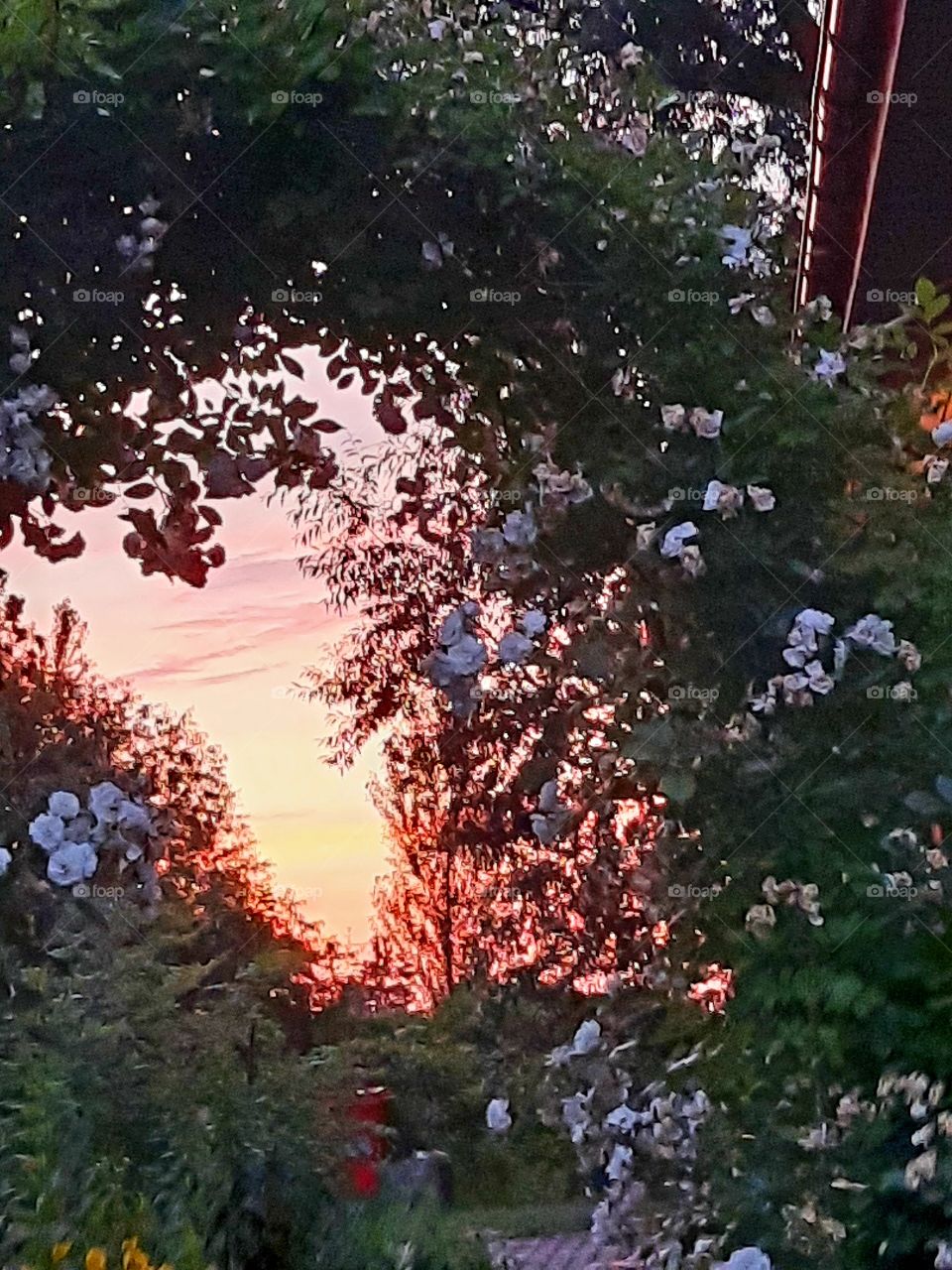 summer sunset seen through  white roses arch