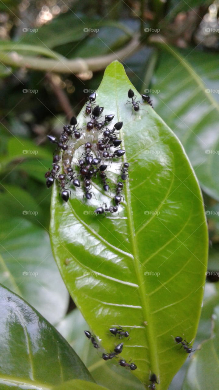 black ants in a green leave