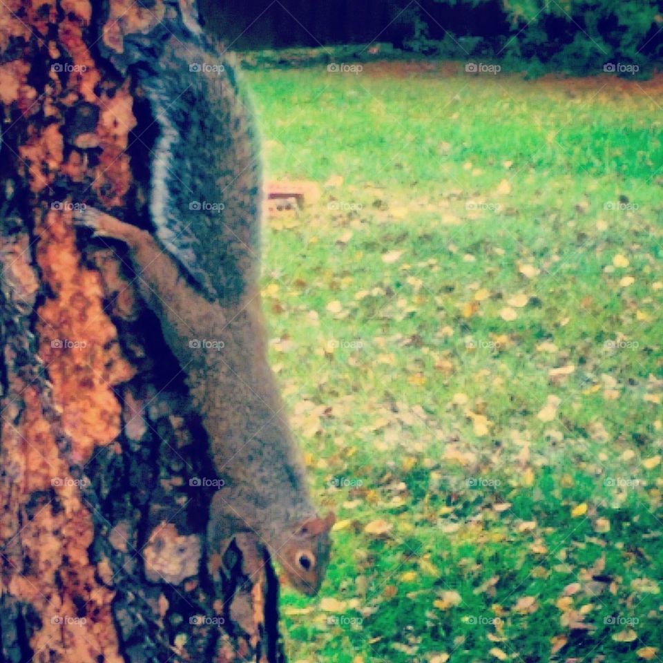 Backyard Squirrel #2