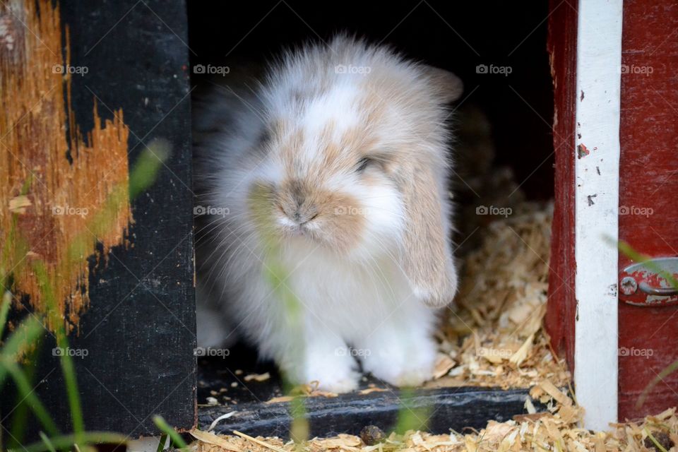 Very cute and furry rabbit